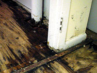 Basement Wood Rot | Everdry Waterproofing Detroit